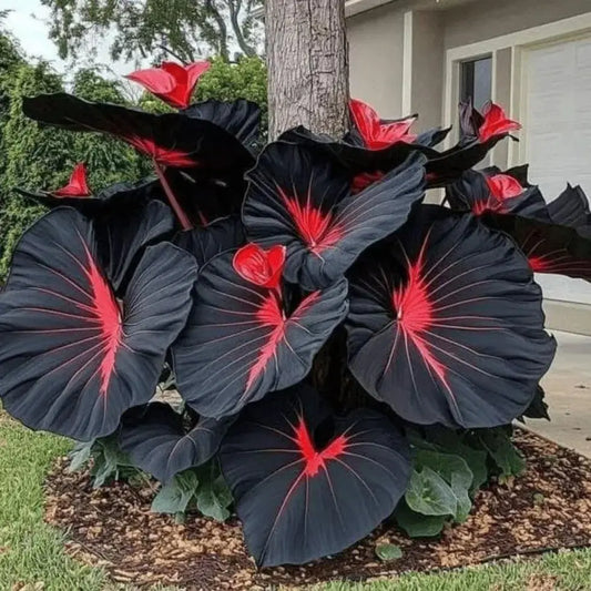 Black Hosta Seeds + Plant Growth Serum Free