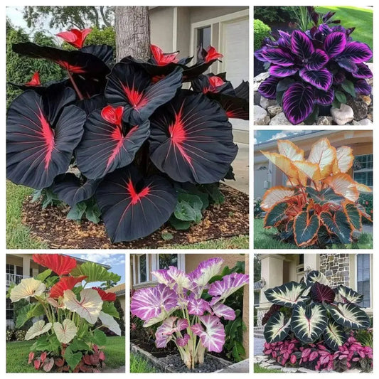 Black Hosta Seeds + Plant Growth Serum Free